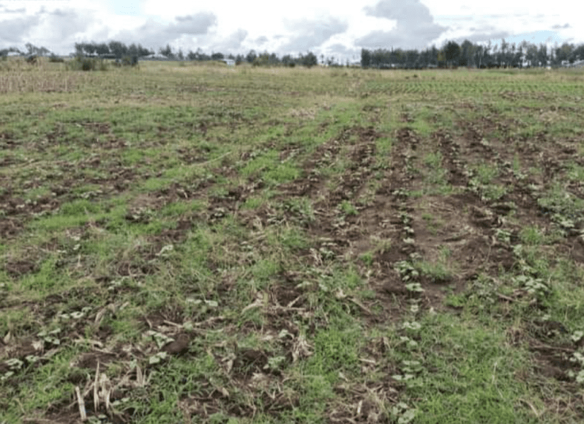 PLOT FOR SALE AT NJORO, NAKURU