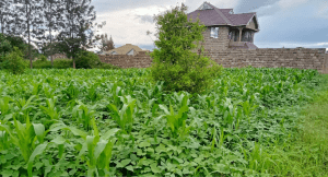 Property for sale in Meru Town; aluers, Appraisers, Assessors, Realtors, Valuators, Properties, For sale, Valuers in Nakuru, Property valuers in Nakuru, Land valuers in Nakuru , Kenya Valuers, Appraisal, Realtors, Naivasha valuers, Land-Property valuers in Eldoret, Mombasa Valuers, Thika Valuers, Nakuru valuers, Kisumu valuers, Muranga valuers, Nyeri valuers, Meru valuers, Nanyuki valuers, Westlands valuers, Kiambu valuers, Thika valuers, Machakos valuers, Kitengela valuers, Kajiado valuers, Naivasha valuers, Kenya valuers, Westlands appraisers, Appraisers in Nairobi Kenya, Home appraisal in Nairobi, Realtors in Nairobi, Ruiru valuers, Karen valuers, Land assessors, evaluators nairobi, Valuators Nairobi Kenya, Property assessors Nairobi Kenya, Appraisers Nairobi Kenya, House assessment Nairobi Kenya, House evaluators Nairobi; Valuers Nairobi Kenya, Appraisers Nairobi Kenya, Assessors Nairobi Kenya, Property assessors Nairobi Kenya, Valuation Company in Nairobi Kenya, Valuation Companies in Nairobi Kenya, Property Valuation Company in Nairobi, Mombasa, Kisumu, Mombasa, Meru, Embu, Nyeri, Nanyuki Kenya, Meru Valuers, Embu Valuers, Nyeri Valuers, Kenya Valuation Companies