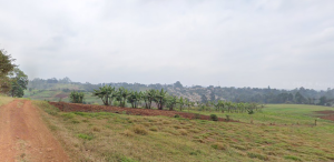 Land for Sale in Red Hill, Limuru Kiambu County; Land for Sale in Red Hill, Limuru Kiambu County; Land for sale in Red Hill, Limuru Kiambu County; Properties for sale, Land for sale in Nairobi, Houses for sale in Nairobi, To let, For sale, Prime properties; Property valuers, assessors in Kenya, Kenya Valuers, Property Agents in Nairobi Kenya, Property Appraisers, Valuators, Land selling Agents, Valuers in Westlands Nairobi, Property Valuers in Thika, Kiambu Valuers, Naivasha valuers, Nakuru Valuers, Mombasa valuers, Meru Valuers, Embu Valuers, Property Appraisers in Nairobi, Assessors in Nairobi Kenya, Prime land for sale, Land for sale in Naivasha, Valuers, Appraisers, Assessors, Realtors, Valuators, Properties, For sale, Valuers in Nakuru, Property valuers in Nakuru, Land valuers in Nakuru , Kenya Valuers, Appraisal, Realtors, Naivasha valuers, Land-Property valuers in Eldoret, Mombasa Valuers, Thika Valuers, Nakuru valuers, Kisumu valuers, Muranga valuers, Nyeri valuers, Meru valuers, Nanyuki valuers, Westlands valuers, Kiambu valuers, Thika valuers, Machakos valuers, Kitengela valuers, Kajiado valuers, Naivasha valuers, Kenya valuers, Westlands appraisers, Appraisers in Nairobi Kenya, Home appraisal in Nairobi, Realtors in Nairobi, Ruiru valuers, Karen valuers, Land assessors, evaluators nairobi, Valuators Nairobi Kenya, Property assessors Nairobi Kenya, Appraisers Nairobi Kenya, House assessment Nairobi Kenya, House evaluators Nairobi
