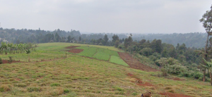 Land for Sale in Red Hill, Limuru Kiambu County; Land for Sale in Red Hill, Limuru Kiambu County; Land for sale in Red Hill, Limuru Kiambu County; Properties for sale, Land for sale in Nairobi, Houses for sale in Nairobi, To let, For sale, Prime properties; Property valuers, assessors in Kenya, Kenya Valuers, Property Agents in Nairobi Kenya, Property Appraisers, Valuators, Land selling Agents, Valuers in Westlands Nairobi, Property Valuers in Thika, Kiambu Valuers, Naivasha valuers, Nakuru Valuers, Mombasa valuers, Meru Valuers, Embu Valuers, Property Appraisers in Nairobi, Assessors in Nairobi Kenya, Prime land for sale, Land for sale in Naivasha, Valuers, Appraisers, Assessors, Realtors, Valuators, Properties, For sale, Valuers in Nakuru, Property valuers in Nakuru, Land valuers in Nakuru , Kenya Valuers, Appraisal, Realtors, Naivasha valuers, Land-Property valuers in Eldoret, Mombasa Valuers, Thika Valuers, Nakuru valuers, Kisumu valuers, Muranga valuers, Nyeri valuers, Meru valuers, Nanyuki valuers, Westlands valuers, Kiambu valuers, Thika valuers, Machakos valuers, Kitengela valuers, Kajiado valuers, Naivasha valuers, Kenya valuers, Westlands appraisers, Appraisers in Nairobi Kenya, Home appraisal in Nairobi, Realtors in Nairobi, Ruiru valuers, Karen valuers, Land assessors, evaluators nairobi, Valuators Nairobi Kenya, Property assessors Nairobi Kenya, Appraisers Nairobi Kenya, House assessment Nairobi Kenya, House evaluators Nairobi