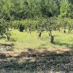 Land for sale in Mbogoini Mugumoini Area in Saba Saba Muranga County 11 Land for sale in Mbogoini Mugumoini Area in Saba Saba Muranga County; Valuers in Muranga county, properties for sale in maragwa, kenol, saba saba, muranga county. valuers in thika, valuers in westlands, property valuers in thika kiambu county, land valuers in nyeri muranga thika, meru valuers, nyeri valuers, muranga valuers, nanyuki valuers, property valuers in nanyuki, land valuers in nanyuki kenya