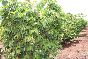 Land for sale in Mbogoini Mugumoini Area in Saba Saba Muranga County; Valuers in Muranga county, properties for sale in maragwa, kenol, saba saba, muranga county. valuers in thika, valuers in westlands, property valuers in thika kiambu county, land valuers in nyeri muranga thika, meru valuers, nyeri valuers, muranga valuers, nanyuki valuers, property valuers in nanyuki, land valuers in nanyuki kenya