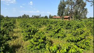 Land for sale in Mbogoini Mugumoini Area in Saba Saba Muranga County; Valuers in Muranga county, properties for sale in maragwa, kenol, saba saba, muranga county. valuers in thika, valuers in westlands, property valuers in thika kiambu county, land valuers in nyeri muranga thika, meru valuers, nyeri valuers, muranga valuers, nanyuki valuers, property valuers in nanyuki, land valuers in nanyuki kenya