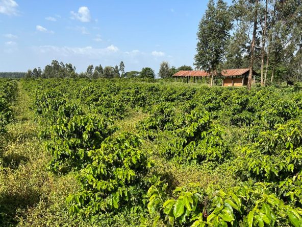 Land for sale in muranga kaharati kenol maragwa sabasaba kamahuha mugumoini mbogoini muranga county