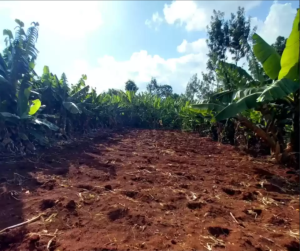 Land for sale in Mbogoini Mugumoini Area in Saba Saba Muranga County; Valuers in Muranga county, properties for sale in maragwa, kenol, saba saba, muranga county. valuers in thika, valuers in westlands, property valuers in thika kiambu county, land valuers in nyeri muranga thika, meru valuers, nyeri valuers, muranga valuers, nanyuki valuers, property valuers in nanyuki, land valuers in nanyuki kenya