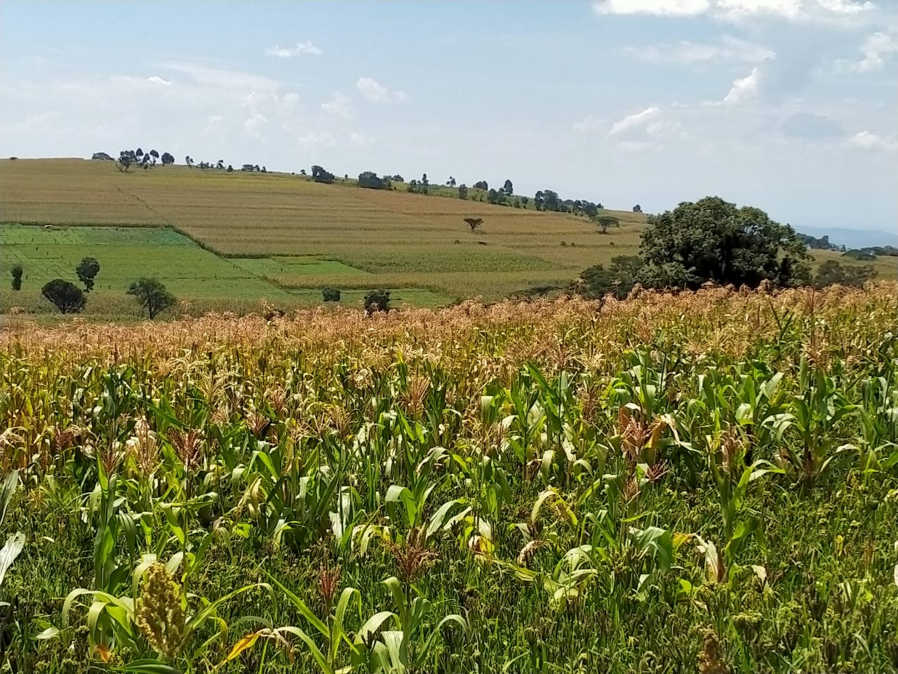 LAnd for sale in subukia