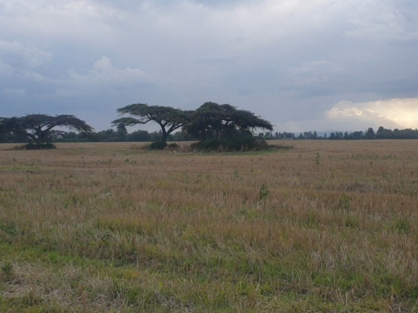 agricultural land for sale in ngata