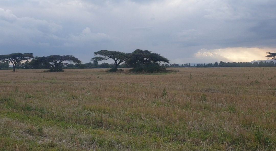 agricultural land for sale in ngata