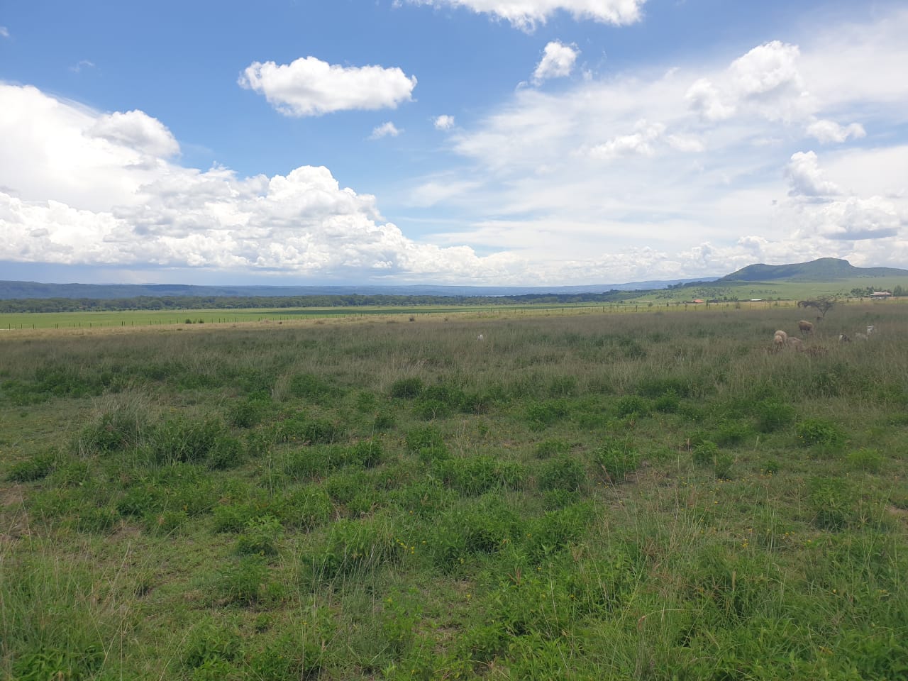 land for sale in mwariki nakuru county
